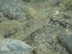 Rhinogobius formosanus