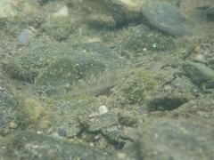 Rhinogobius formosanus