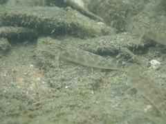 Rhinogobius formosanus