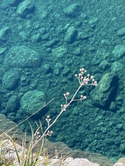Paniculate Eryngo (Eryngium paniculatum)
