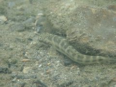 Sicyopterus japonicus