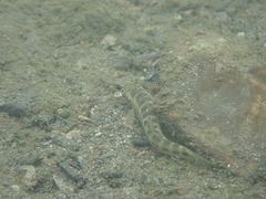 Sicyopterus japonicus
