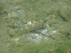 Rhinogobius formosanus