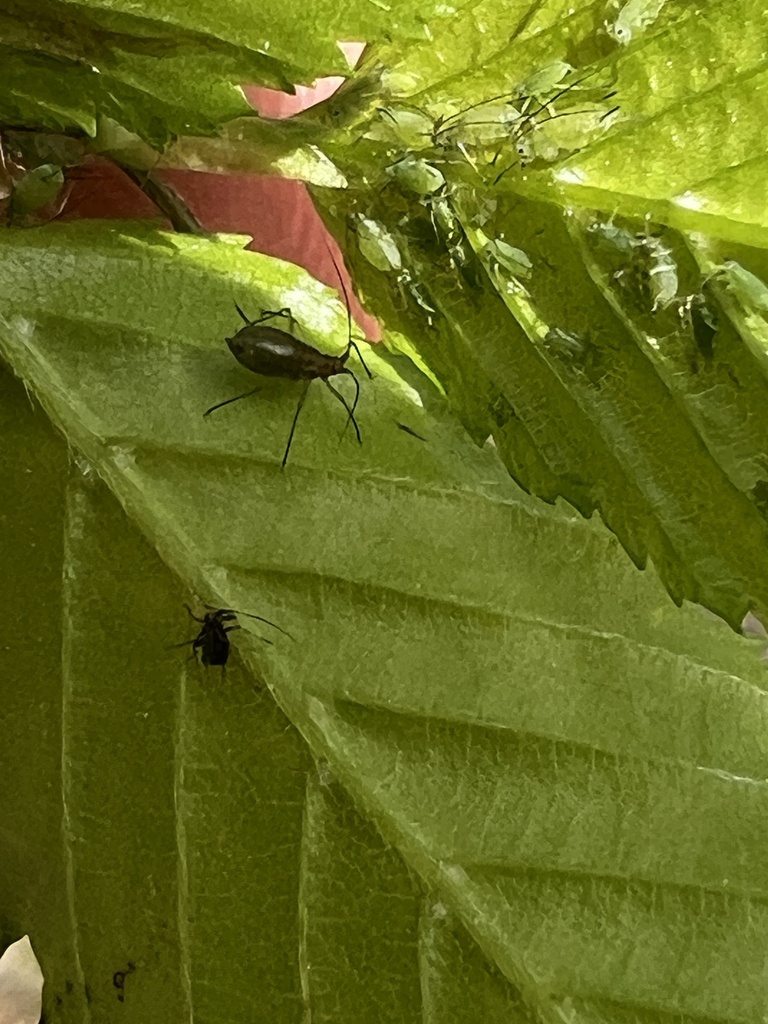 Macrosiphum carpinicolens