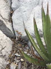 Lenophyllum guttatum