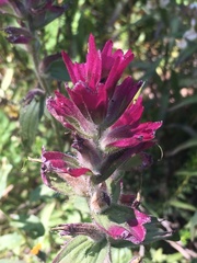 Castilleja rhexiifolia