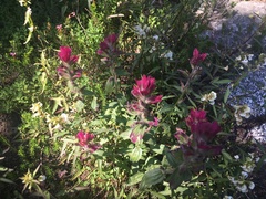 Castilleja rhexiifolia