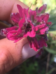 Castilleja rhexiifolia