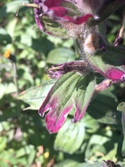 Castilleja rhexiifolia
