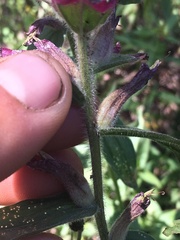 Castilleja rhexiifolia
