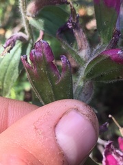 Castilleja rhexiifolia