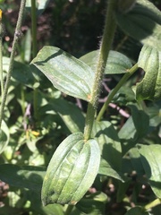 Castilleja rhexiifolia