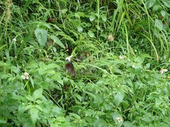 Euploea mulciber barsine