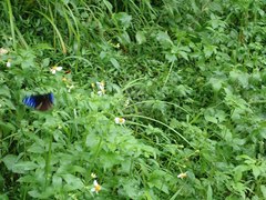 Euploea mulciber barsine