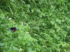 Euploea mulciber barsine