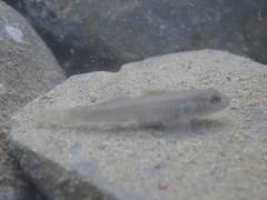 Rhinogobius candidianus