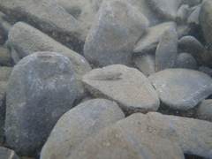 Rhinogobius candidianus