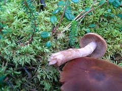 Cortinarius aptecohaerens