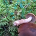 Cortinarius aptecohaerens - Photo (c) Alex Oberg, some rights reserved (CC BY-NC), uploaded by Alex Oberg