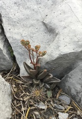 Lenophyllum guttatum