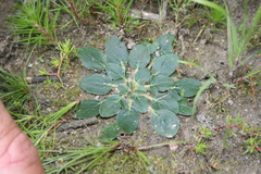 Pelargonium chelidonium