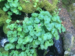 Micranthes odontoloma