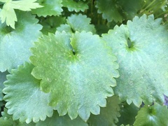 Micranthes odontoloma