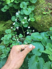 Micranthes odontoloma