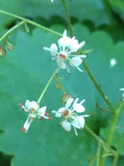 Micranthes odontoloma