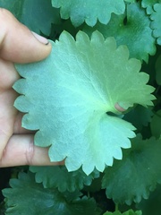 Micranthes odontoloma