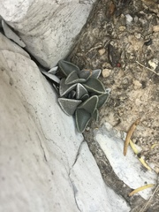 Lenophyllum guttatum