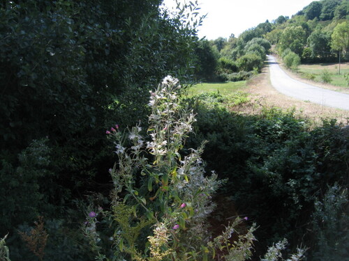 Epilobium hirsutum iNat (2)