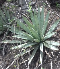 Agave macroacantha