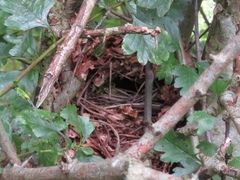 Troglodytes troglodytes