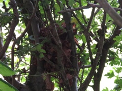 Troglodytes troglodytes