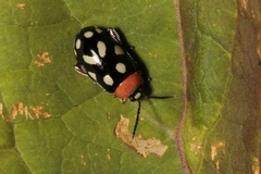 Omophoita simulans