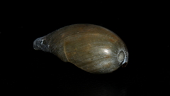 Notocypraea