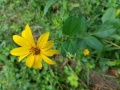 Helianthus × multiflorus