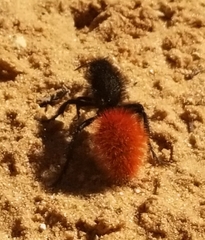 Dasymutilla magnifica