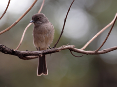 Melaenornis chocolatinus