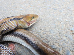 Coelognathus helena