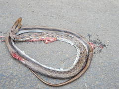 Coelognathus helena