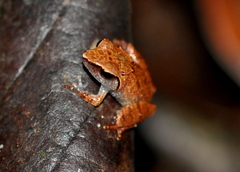 Pseudophilautus zorro