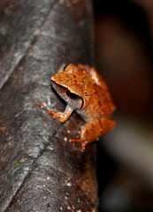 Pseudophilautus zorro