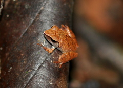 Pseudophilautus zorro
