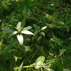 Impatiens glandulifera