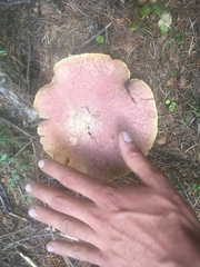 Suillus ochraceoroseus
