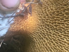 Suillus ochraceoroseus