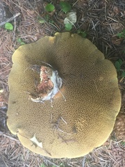 Suillus ochraceoroseus
