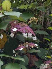 Hydrangea aspera
